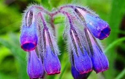 長期擦紫草油的危害