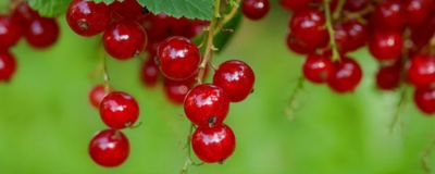 米醋洗臉的功效與作用