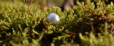 珍珠粉的功效與作用