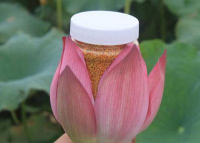 荷花粉做面膜有什么護膚功效