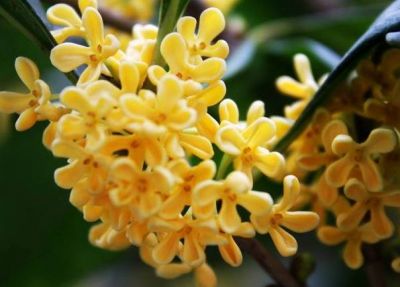 桂花面膜正確制作方法