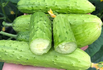 1259019711311 黃瓜汁祛痘效果好不好