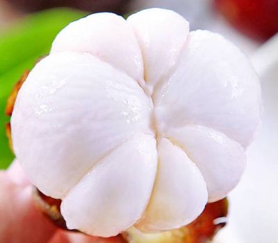 山竹皮怎么去粉刺