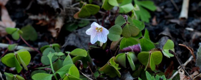 白糖水能去痘印嗎