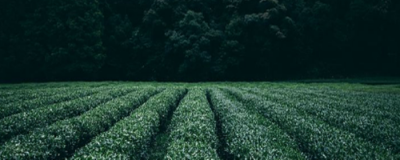 喝烏龍茶能減肥嗎