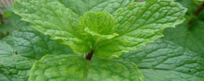 1424231711308 香水薄荷和食用薄荷區別