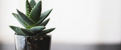 蘆薈外敷的作用與功效