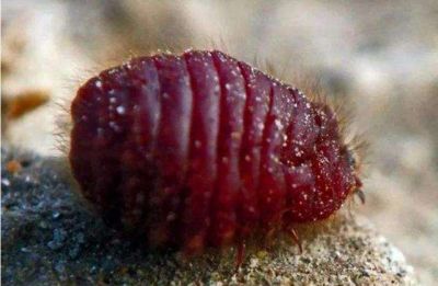 口紅里面真的有蟲子嗎