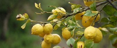 檸檬精油的使用方法