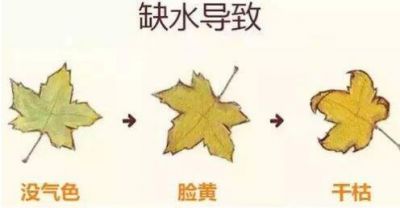 皮膚缺水會有什么樣的后果
