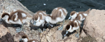 1826151511308 怎樣腌咸鴨蛋