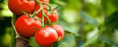 1848463911308 用西紅柿祛斑的方法