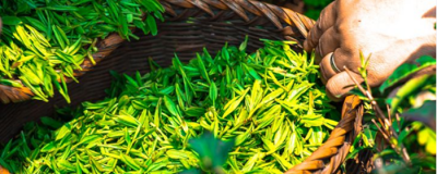 每天喝綠茶能減肥嗎