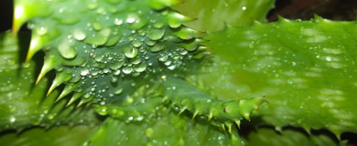 怎么消除白頭粉刺