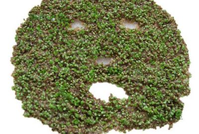 2101342011311 海藻面膜怎么泡出發芽