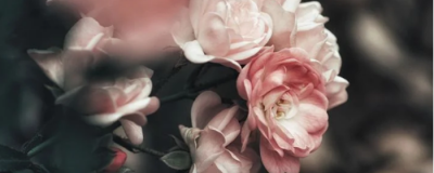 怎樣泡玫瑰花茶