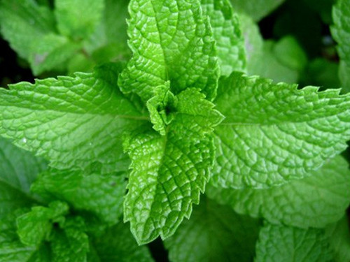 8_20181128193936218_4 純植物護膚品