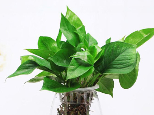 純植物化妝品怎么樣