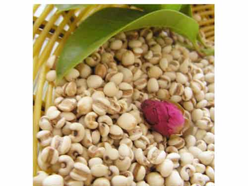 美容又養顏薏仁米的做法告訴大家