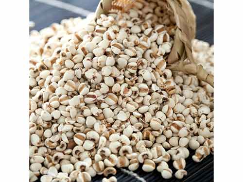 美容又養顏薏仁米的做法告訴大家