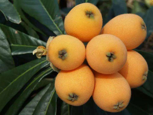 多吃什么可以淡斑