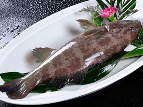 野生石斑魚多少錢一斤