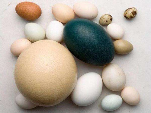 晚餐吃什么可以減肥